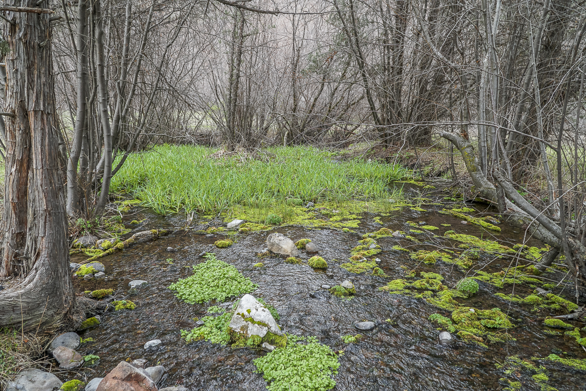 Alder Springs
